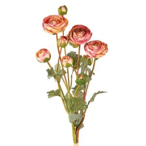 Ranuncolo rosa antico