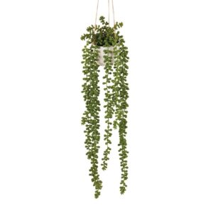 Senecio da appendere